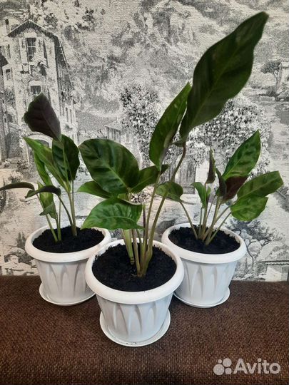 Калатея Литце,Руфибарба и Ктенанте Амагрис