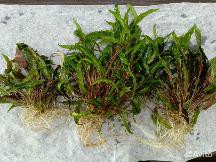 Водоросли для аквариума