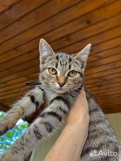 Котенок бесплатно