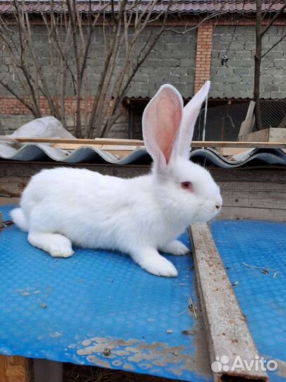 Кролики великаны