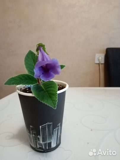 Глоксиния тидея