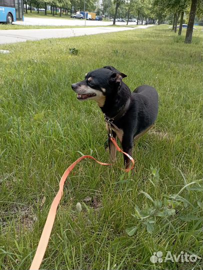Цвергпинчер 3 года, 4 кг, в добрые руки