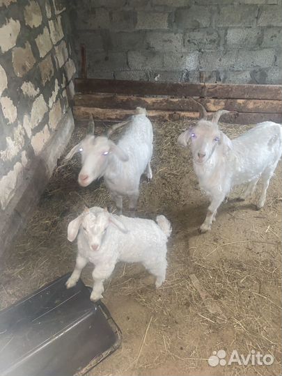 Пуховые козы