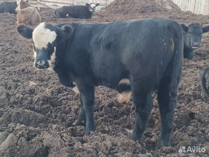 Бычки, телочки