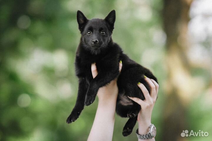 Фотограф анималист