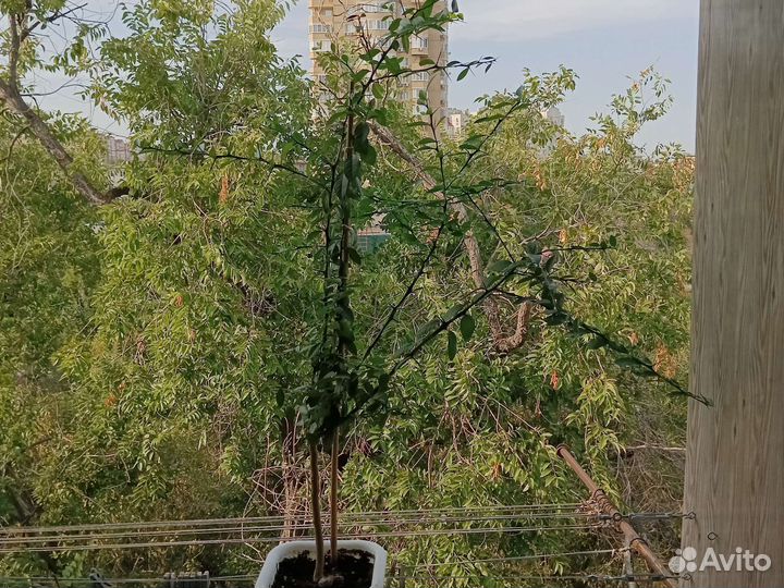 Микроцитрус Фаустромедин