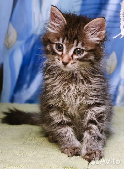 Котята 3 мес