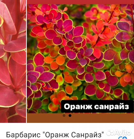 Саженцы барбариса