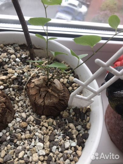 Dioscorea elephantipes (диоскорея)