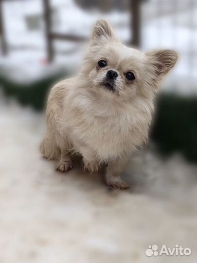 Длинношерстный кремовый мальчик чихуахуа