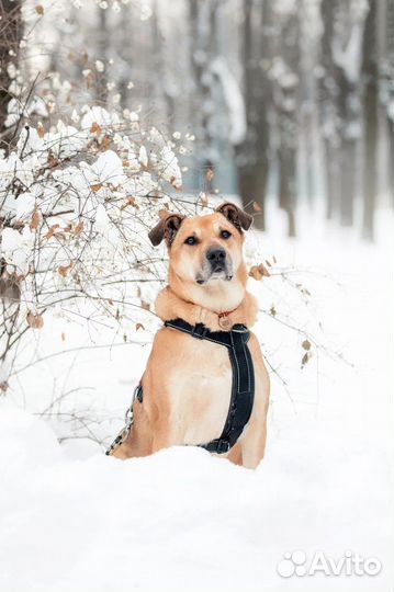 Большой и добрый Ричи в добрые руки