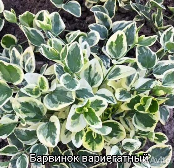 Многолетние цветы