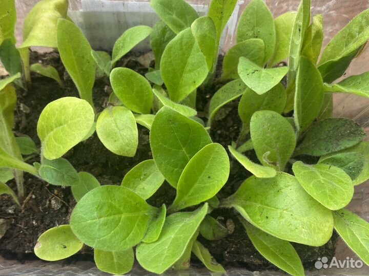 Рассада табак душистый сенсация