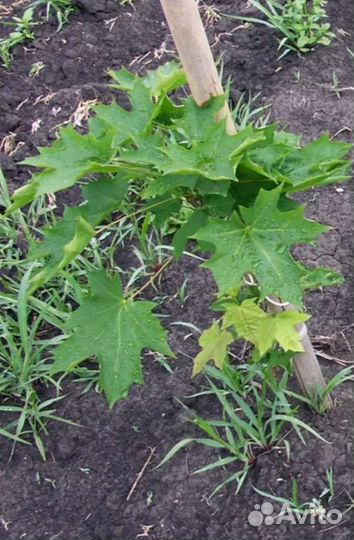 Саженцы клена остролистного