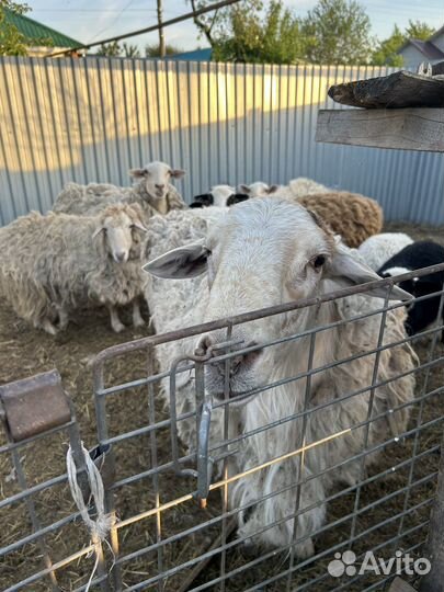 Овцы бараны