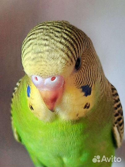 Волнистые попугайчики