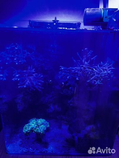 Морской аквариум 60л с живностью