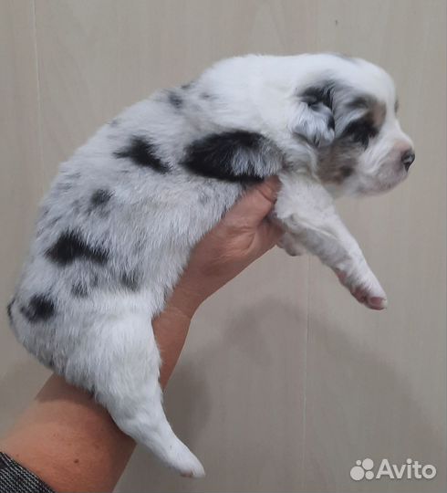 Щенки аусси