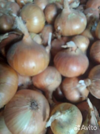 Лук Бессоновский