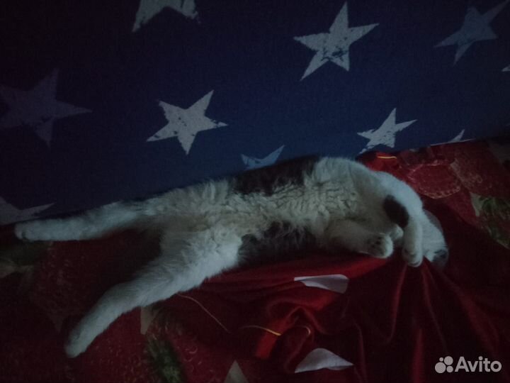 Шотландская вислоухая кошка вязка бесплатно