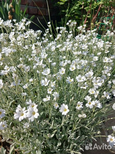 Ясколка войлочная