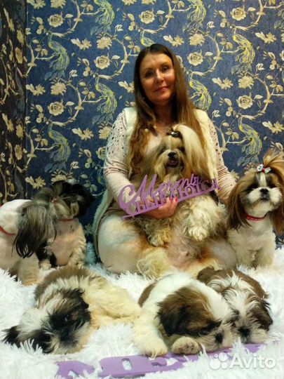 Ши-тцу вязка