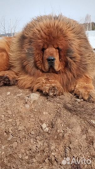 Тибетский мастиф щенки