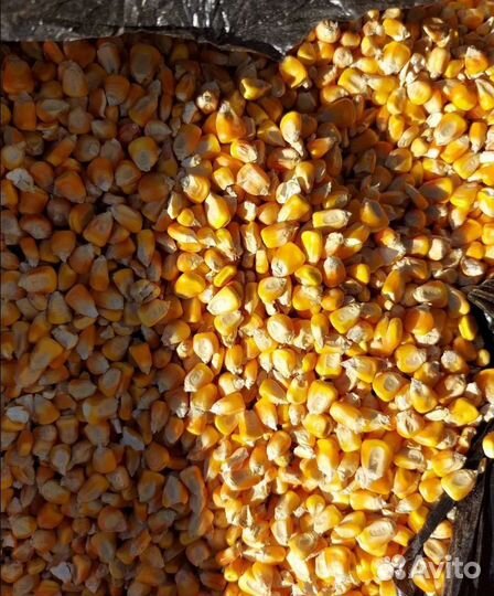 Фуражная кукуруза, Гречиха на корм