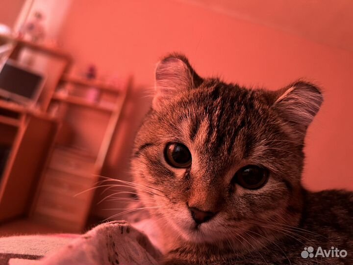 Кошка в дар