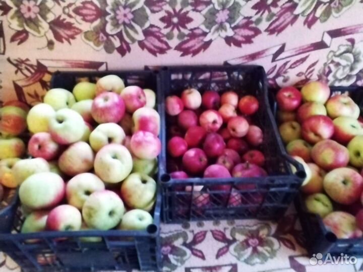 Яблоки домашние
