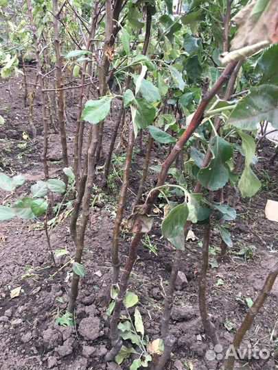 Яблони черная смородина