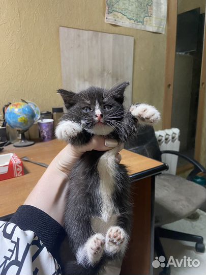 Котята