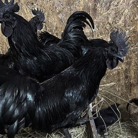 Самые черные Аям цемани, Ayam cemani чистокровные