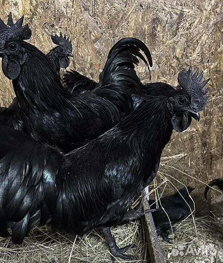 Самые черные Аям цемани, Ayam cemani чистокровные