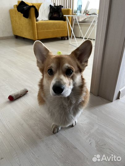 Вельш-корги пемброк вязка Карманова