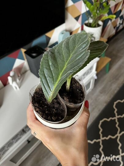 Глоксиния сортовая