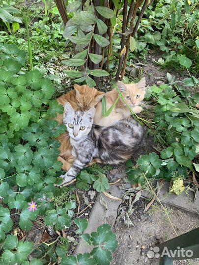 Котята в дар