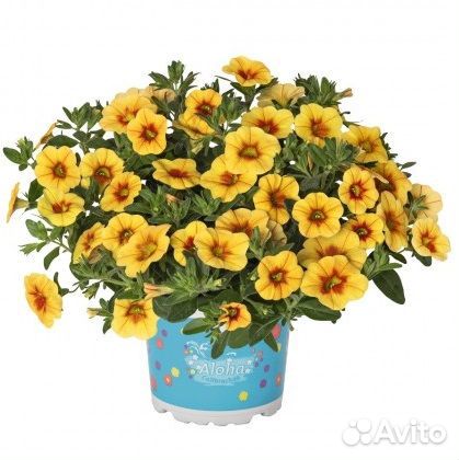 Калибрахоа