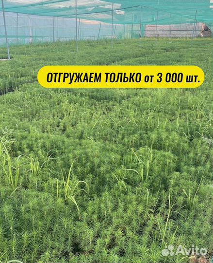 Сеянцы ели зкс от производителя