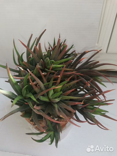 Комнатные цветы