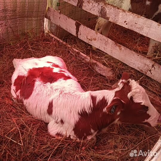 Телята мясное