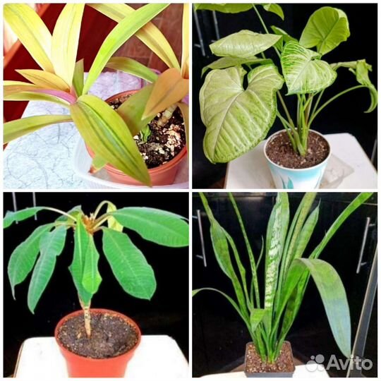 Цветы комнатные