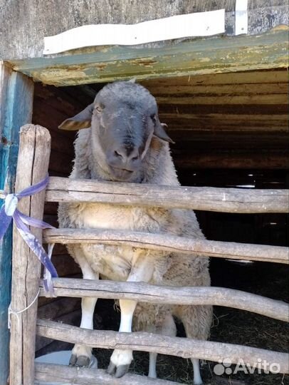 Дорпер на племя