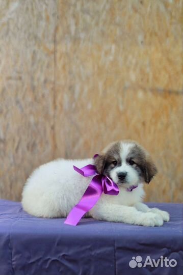 Щенки Пиренейской горной