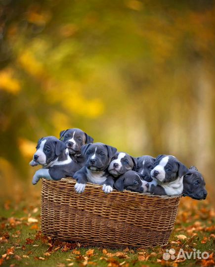 Фотограф анималист