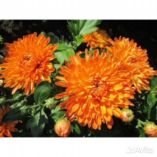 Мультифлора