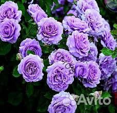Плетистая роза Индиголетта