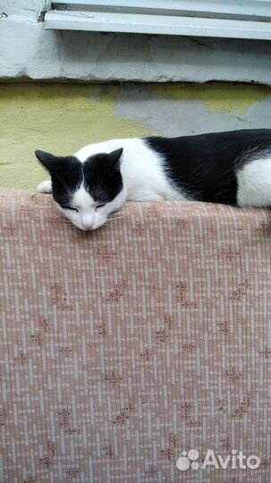 Кот потеряшка