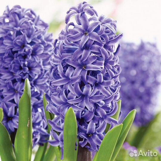 Гиацинты. Осень 2023