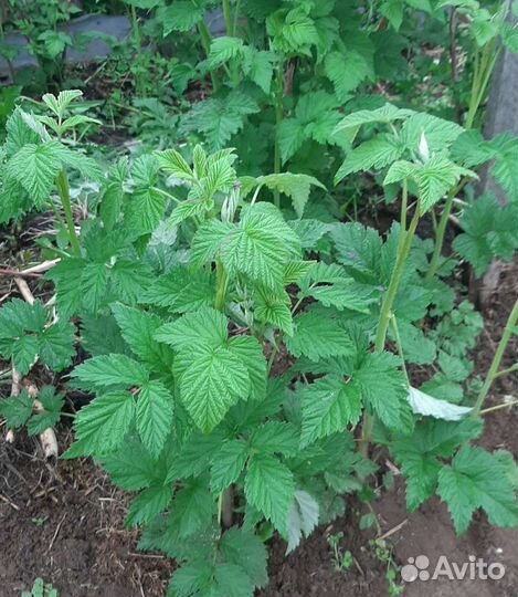 Саженцы малины